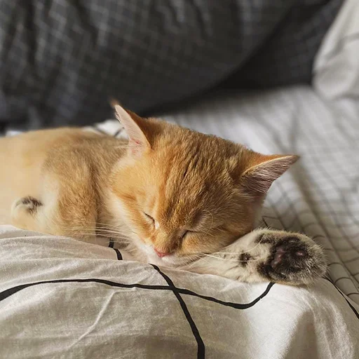 😴 Стикер «котёнок Ра» для Telegram