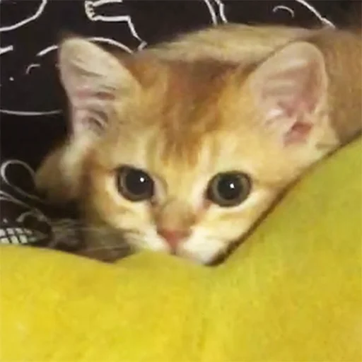🤡 Стикер «котёнок Ра» для Telegram