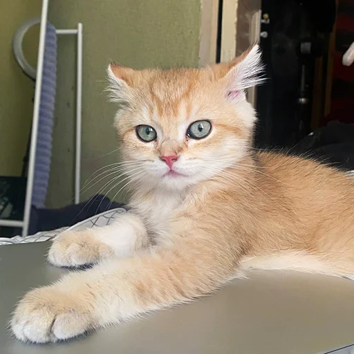 🫣 Стикер «котёнок Ра» для Telegram