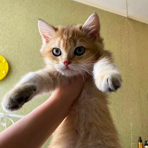 🙂 Стикер «котёнок Ра» для Telegram