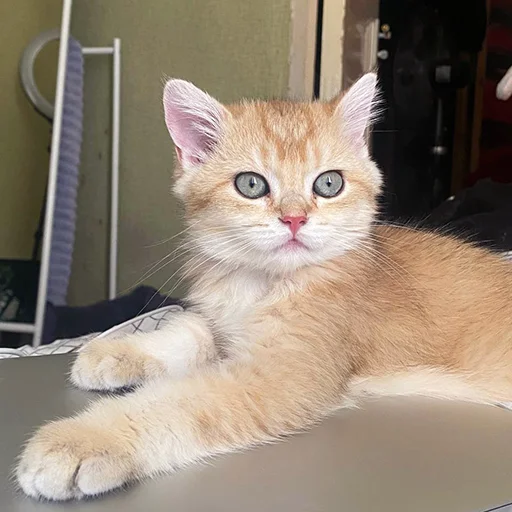 😶 Стикер «котёнок Ра» для Telegram