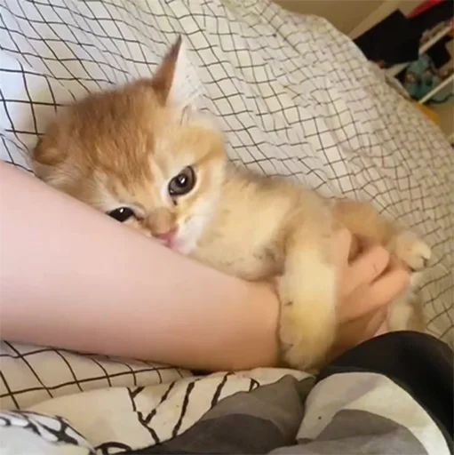 🤝 Стикер «котёнок Ра» для Telegram