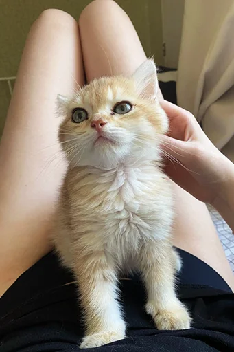 😛 Стикер «котёнок Ра» для Telegram