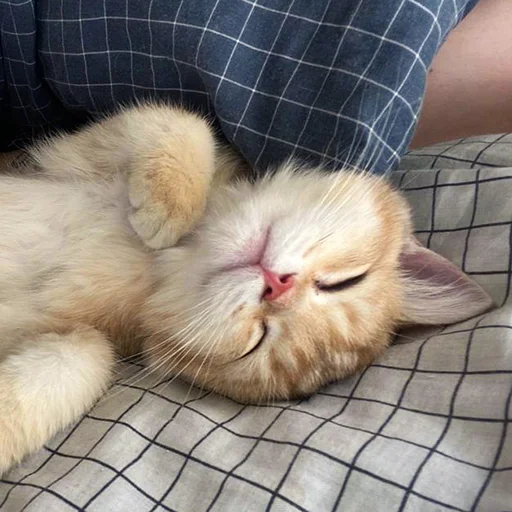 😋 Стикер «котёнок Ра» для Telegram