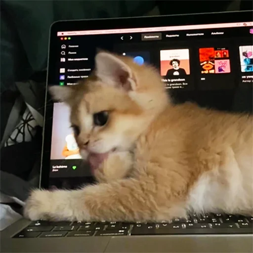 😛 Стикер «котёнок Ра» для Telegram