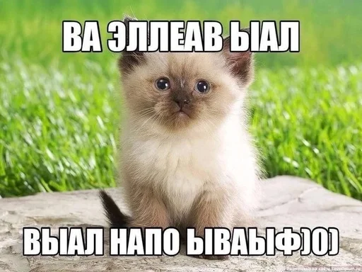 😽 Стикер «эщкере» для Telegram