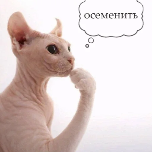 💦 Стикер «кот марина» для Telegram