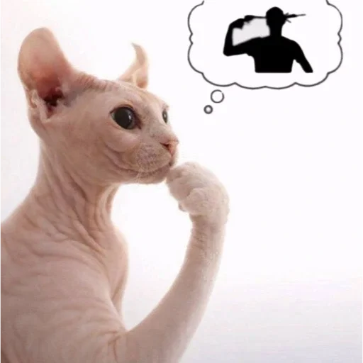 🔫 Стикер «кот марина» для Telegram