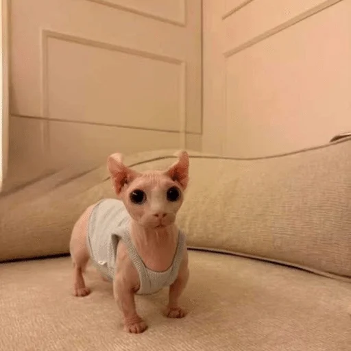 😐 Стикер «кот марина» для Telegram