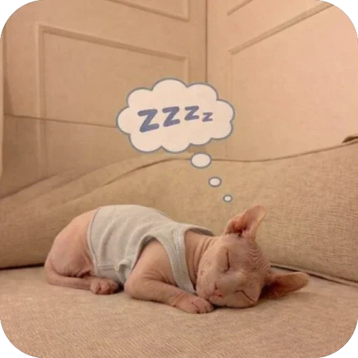 😴 Стикер «кот марина» для Telegram