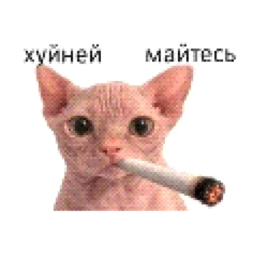 ❌ Стикер «кот марина» для Telegram