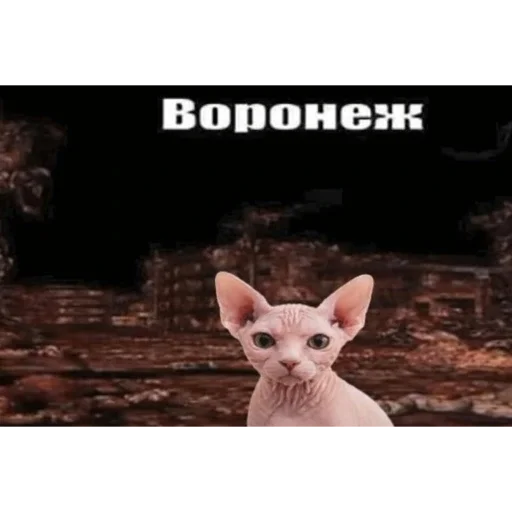 🏠 Стикер «кот марина» для Telegram