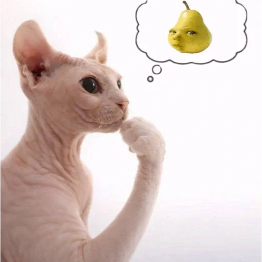 🍎 Стикер «кот марина» для Telegram