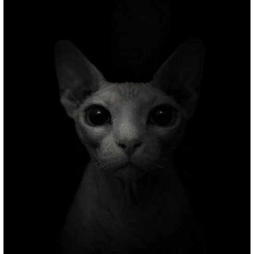 🌑 Стикер «кот марина» для Telegram