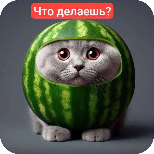 🐦 Стикер «Кот в арбузе» для Telegram