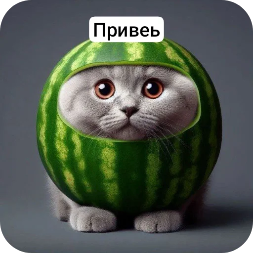 🐦 Стикер «Кот в арбузе» для Telegram