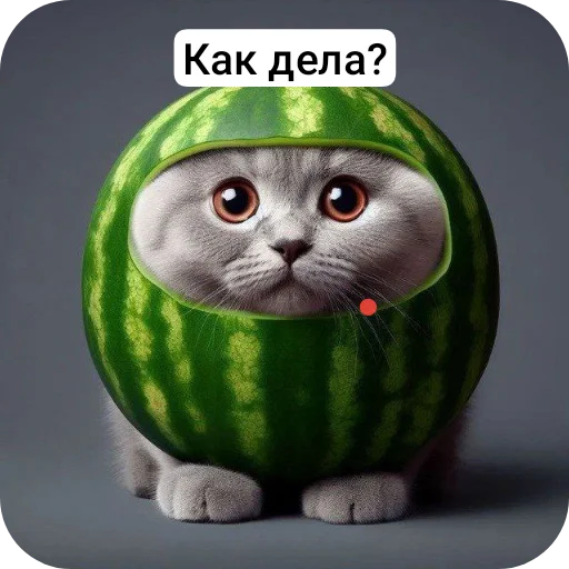 🐦 Стикер «Кот в арбузе» для Telegram