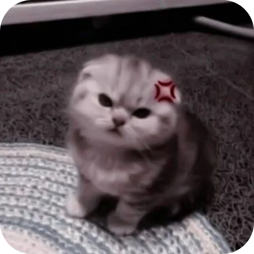 👍 Стикер «Коты кэта» для Telegram
