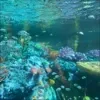 🤩 Эмодзи «By» для Telegram