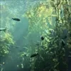 🤩 Эмодзи «By» для Telegram