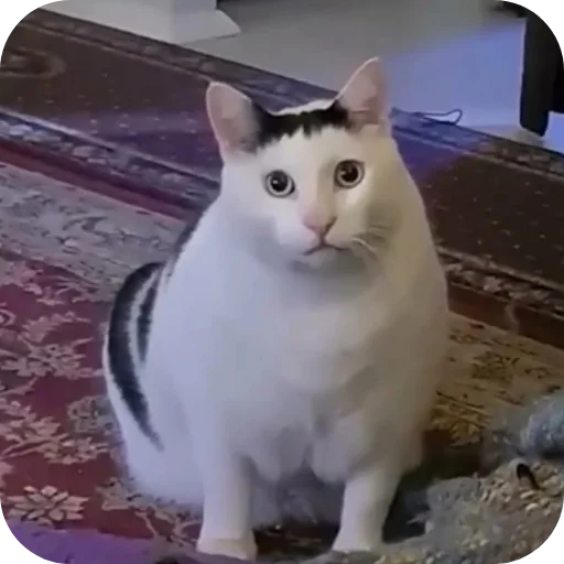 🐱 Стикер «Смешные котики» для Telegram