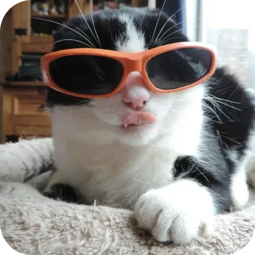 🐱 Стикер «Смешные котики» для Telegram