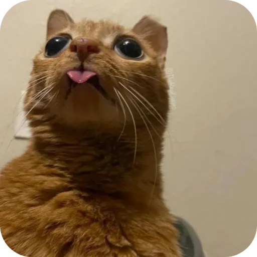 🐱 Стикер «Смешные котики» для Telegram