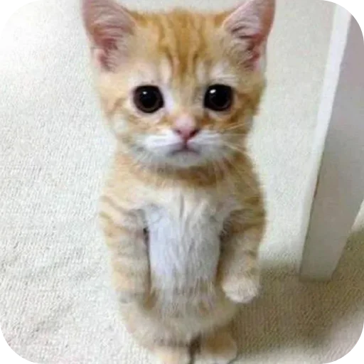 🐱 Стикер «Смешные котики» для Telegram