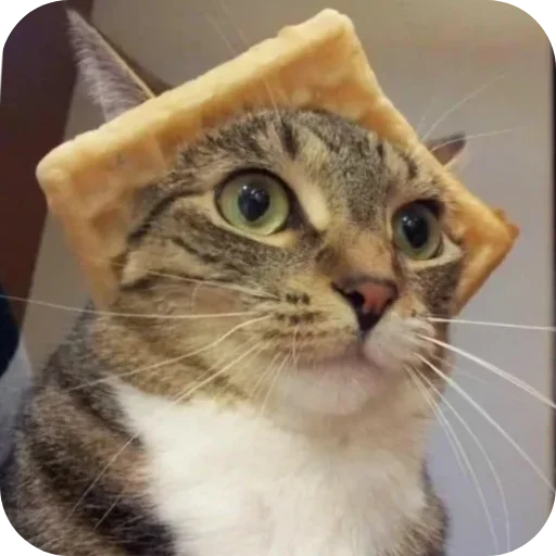 🐱 Стикер «Смешные котики» для Telegram
