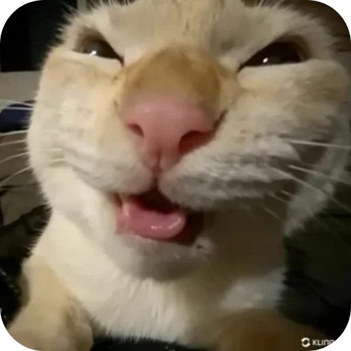 🐱 Стикер «Смешные котики» для Telegram
