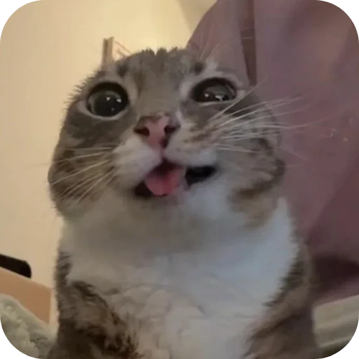🐱 Стикер «Смешные котики» для Telegram