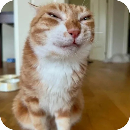 🐱 Стикер «Смешные котики» для Telegram