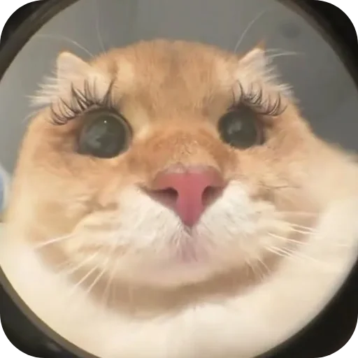 😻 Стикер «Смешные котики» для Telegram