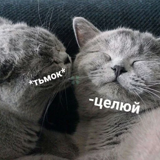 Стикерпак КотикЦмок для Telegram