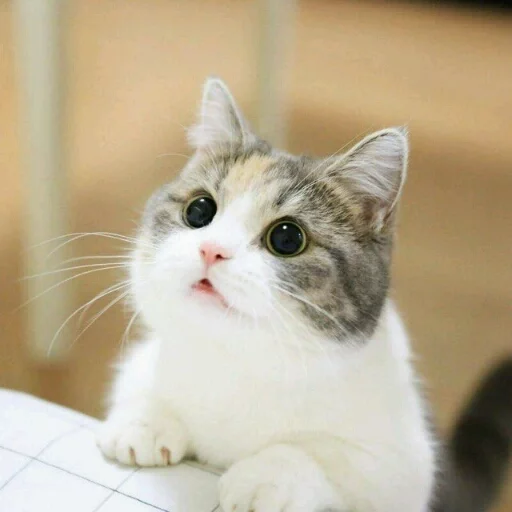 😊 Стикер «КотикЦмок» для Telegram