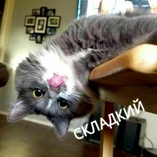 😋 Стикер «КотикЦмок» для Telegram