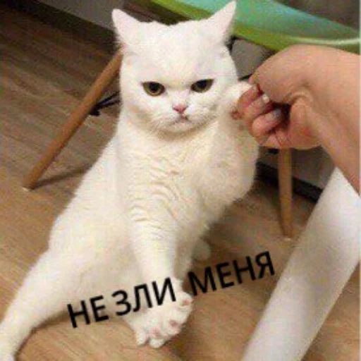 🤬 Стикер «КотикЦмок» для Telegram