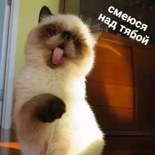 😝 Стикер «КотикЦмок» для Telegram