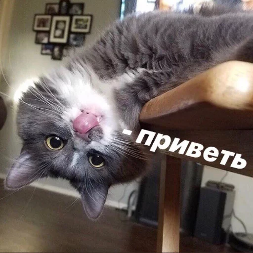 😌 Стикер «КотикЦмок» для Telegram