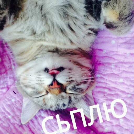 😴 Стикер «КотикЦмок» для Telegram