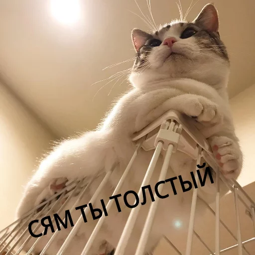 😒 Стикер «КотикЦмок» для Telegram