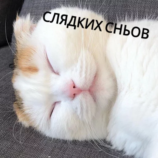 😴 Стикер «КотикЦмок» для Telegram