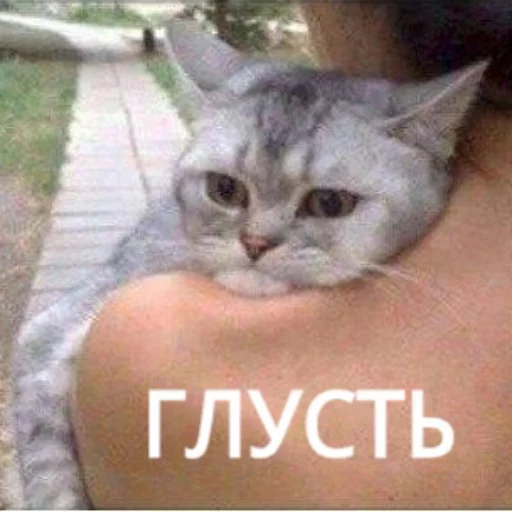 😞 Стикер «КотикЦмок» для Telegram