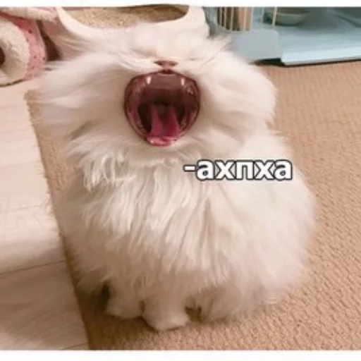 😂 Стикер «КотикЦмок» для Telegram