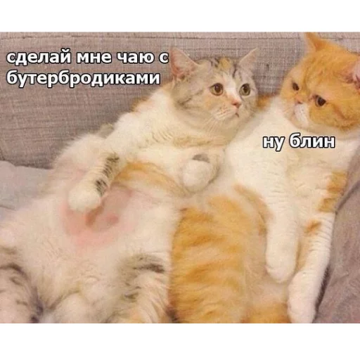 🥪 Стикер «КотикЦмок» для Telegram