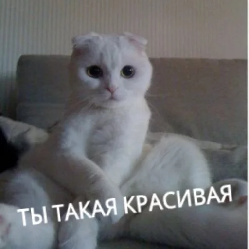 😉 Стикер «КотикЦмок» для Telegram