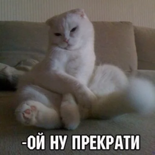 😀 Стикер «КотикЦмок» для Telegram