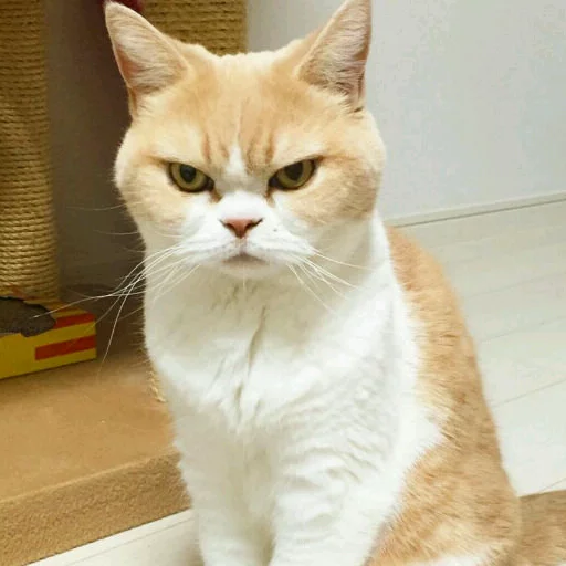 🤨 Стикер «КотикЦмок» для Telegram