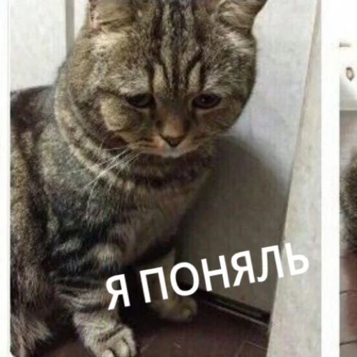 😔 Стикер «КотикЦмок» для Telegram