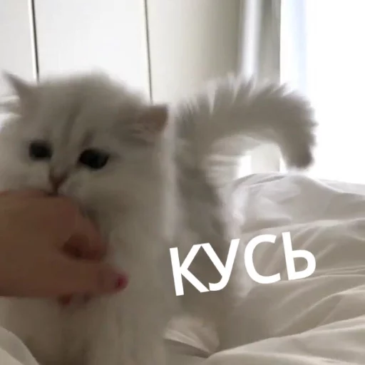 😁 Стикер «КотикЦмок» для Telegram